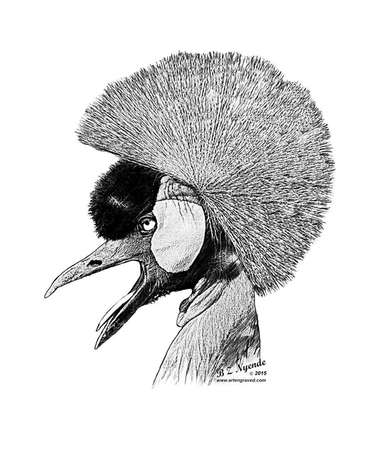 Crested Crane  - Hand Drawn - Available  as Prints or Merch