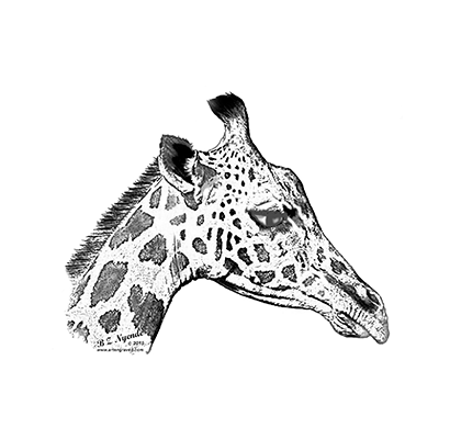 Giraffe  - Hand Drawn - Available  as Prints or Merch