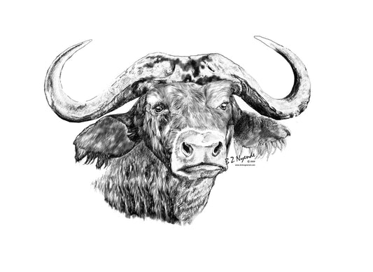 Buffalo - Hand Drawn - Available  as Prints or Merch