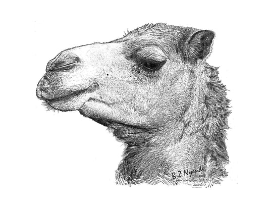 Camel - Hand Drawn - Available  as Prints or Merch