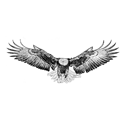 Eagle Landing - Hand Drawn - Available  as Prints or Merch
