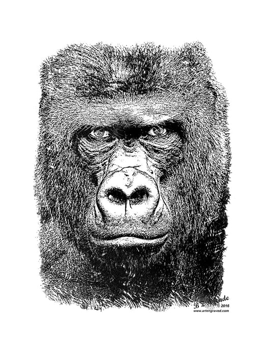 Gorilla  - Hand Drawn - Available  as Prints or Merch