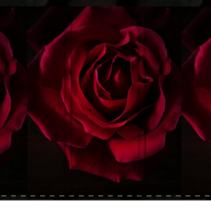 Red Rose  Room Divider, Sturdy Screen Divider
